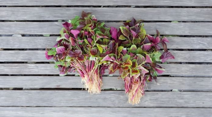 Super Affordable Organic Vegetables: No Chemicals, High Iron like Beef, Rich Calcium like Shrimp, Get Yours Now!