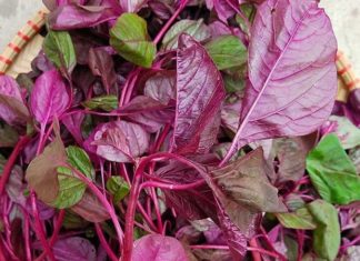 Cheap and Nutritious Leafy Vegetable: A Tasty Dish with Health Benefits