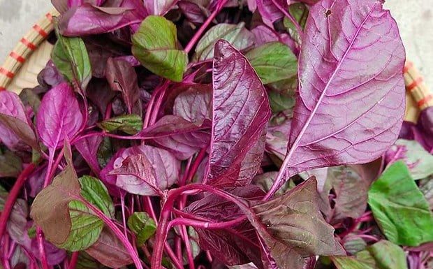 Cheap and Nutritious Leafy Vegetable: A Tasty Dish with Health Benefits