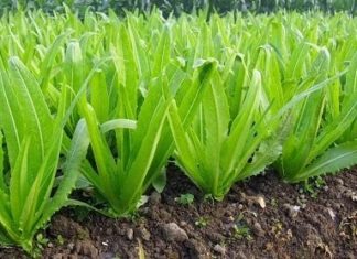 Discover a calcium-rich vegetable that is tastier than milk and won’t make you gain weight.