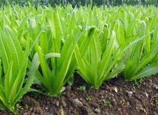 Vegetable High in Calcium, 36 Times More Than Bone Broth, Delicious and Nutritious When Eaten Raw or Cooked