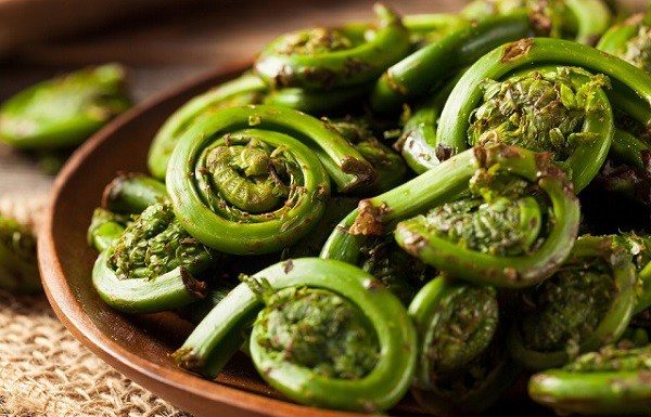 Vietnam’s Hidden Gem with the Shrimp-Shaped Curved Tree, Offering Abundant Health Benefits