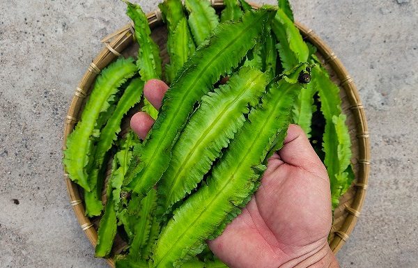 8 Calcium-Rich Vegetables that Surpass Milk