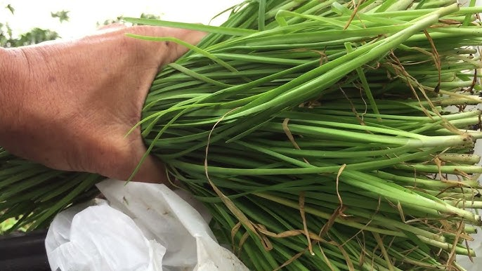 A Superfood Vegetable as Good as Ginseng, Tastier than Meat, Grows Instantly When Planted