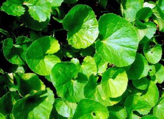 This “anti-hunger” wild weed is a fresh and nourishing source – Get it now!