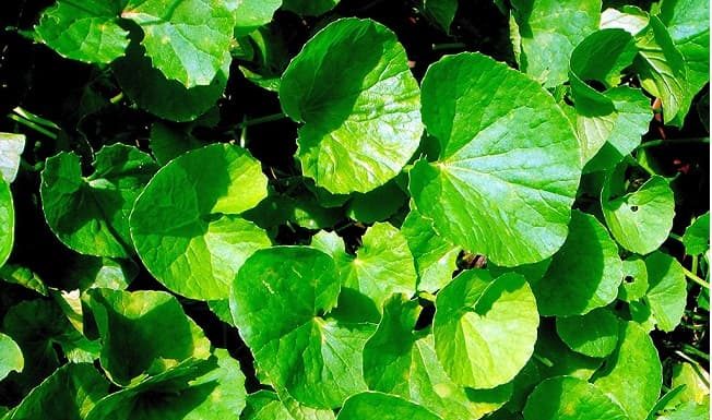 This “anti-hunger” wild weed is a fresh and nourishing source – Get it now!