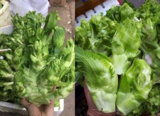 “Ancient Emperor’s Harvest: Rare Heirloom Vegetable Seeds, Abundantly Grown for Your Table”