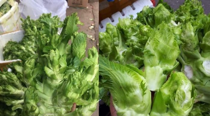 “Ancient Emperor’s Harvest: Rare Heirloom Vegetable Seeds, Abundantly Grown for Your Table”