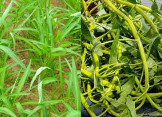 Super Calcium-Rich Village Vegetable: Delicious and Affordable at only 5,000đ for a Plateful