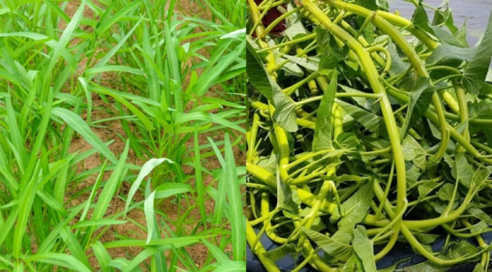 Super Calcium-Rich Village Vegetable: Delicious and Affordable at only 5,000đ for a Plateful