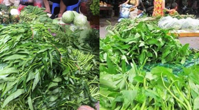 The Amazing Dish with Water Spinach: Why is it Banned in the US? Are They Harmful?