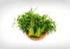 Delicious and Versatile Water Spinach: Beware of Excessive Consumption, It Can Be Harmful to Your Health
