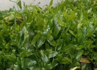 Sweet Vegetable Type Like Bone Broth, Makes Delicious Rice Dish: Sold at 200k/kg and Still Sold Out