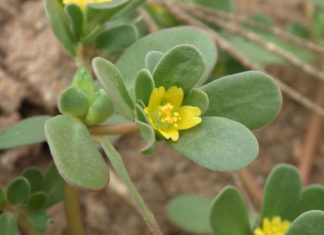 Natural Remedies for Acne: 3 Wild Weeds That Can Do Wonders