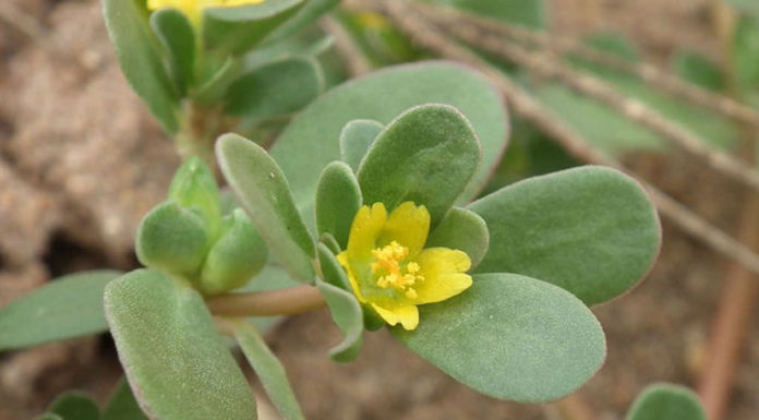 Natural Remedies for Acne: 3 Wild Weeds That Can Do Wonders