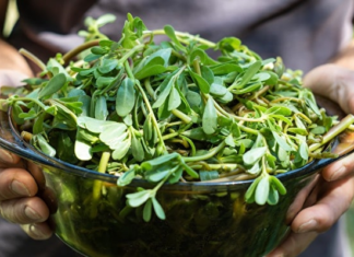 4 types of wild vegetables grow abundantly in Vietnam, highly valued abroad as ginseng and bird’s nest