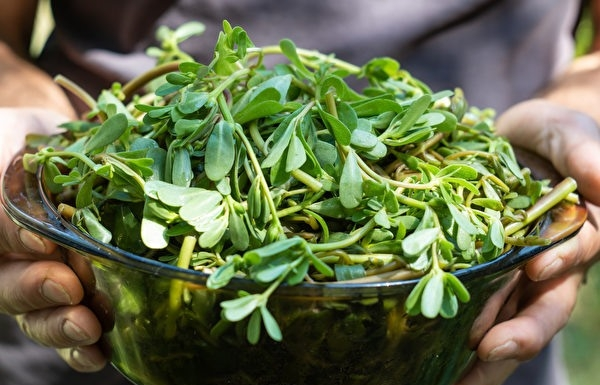 4 types of wild vegetables grow abundantly in Vietnam, highly valued abroad as ginseng and bird’s nest