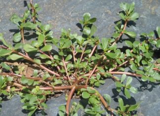 Wild-grown vegetable, incredibly affordable in Vietnam, praised by the World Health Organization, don’t forget to buy it before it’s too late.