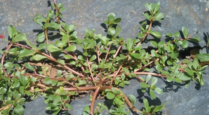 Wild-grown vegetable, incredibly affordable in Vietnam, praised by the World Health Organization, don’t forget to buy it before it’s too late.