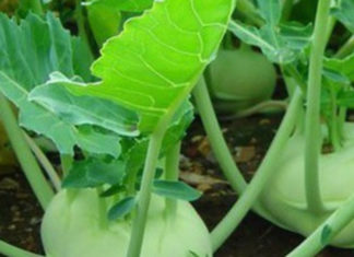 Winter’s Special Food – A Magical Blood Cleanser and Kidney Booster, Only 10,000 VND for the Whole Family!