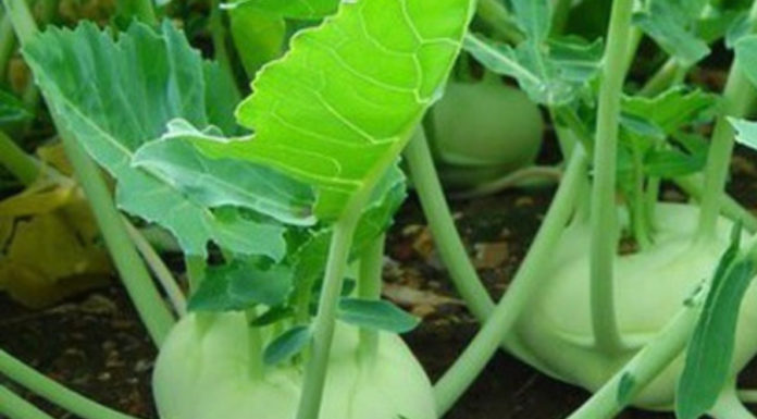 Winter’s Special Food – A Magical Blood Cleanser and Kidney Booster, Only 10,000 VND for the Whole Family!