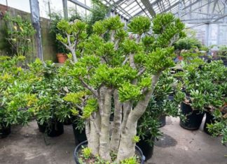 The Ancient Wisdom: Plant These 3 Green Leafs like a Hidden Treasure, Attract Prosperity and Wealth for Generations