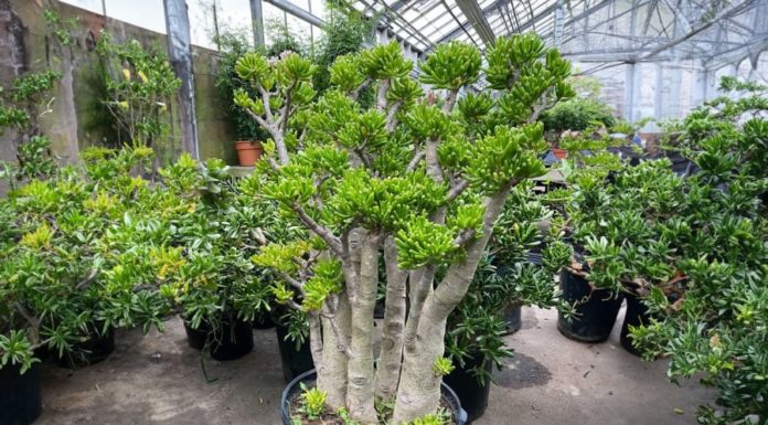 The Ancient Wisdom: Plant These 3 Green Leafs like a Hidden Treasure, Attract Prosperity and Wealth for Generations