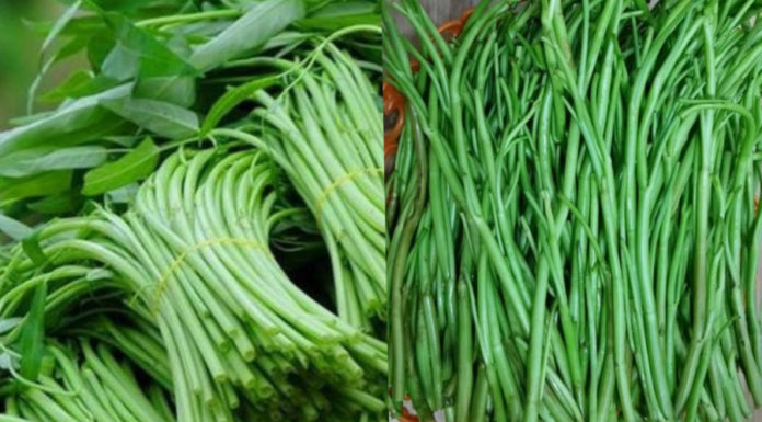 2 Delicious and Refreshing Ways to Cook Morning Glory with Pickled Salt, Adding Variety to Your Family Meals