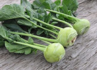 The versatile benefits of parsnips and their potential harm when consumed by certain individuals