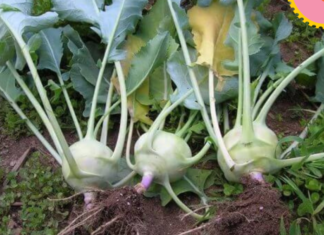 People who absolutely refuse to eat turnips despite craving them immensely