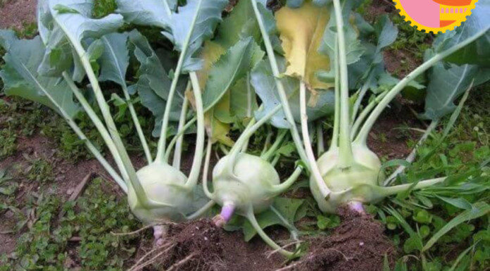 People who absolutely refuse to eat turnips despite craving them immensely