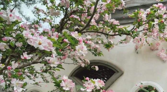 Ancestor’s teachings: The key to wealth lies in the trees you plant in your front yard