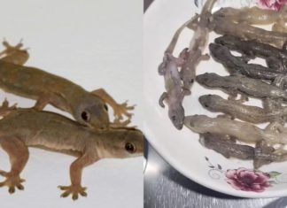 The Social Media Craze: “Gecko and Pangolin Meat as a Remedy for Asthma”, Expert Weighs In