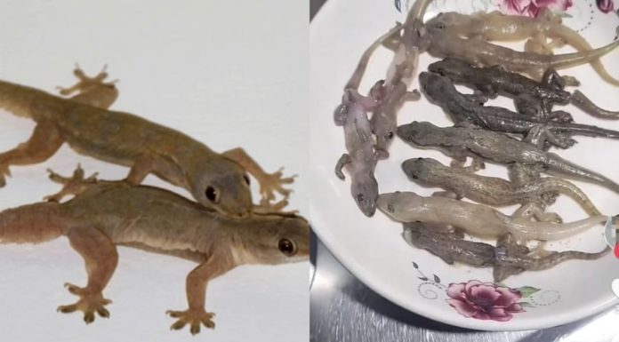 The Social Media Craze: “Gecko and Pangolin Meat as a Remedy for Asthma”, Expert Weighs In