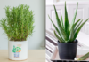 5 Magical Indoor Plants: Beautify Your Space and Cure Ailments Effortlessly