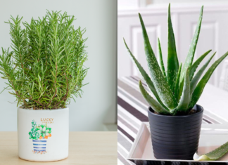 5 Magical Indoor Plants: Beautify Your Space and Cure Ailments Effortlessly