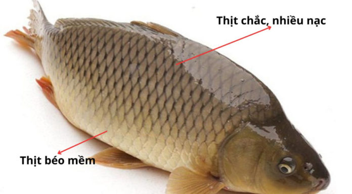 Removing fish to let children think that the meat on the back is the most delicious and best, turns out the meat in this part is the most nutritious