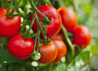 4 types of vegetables are good for the liver, don’t waste them