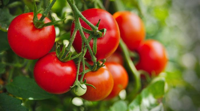 4 types of vegetables are good for the liver, don’t waste them