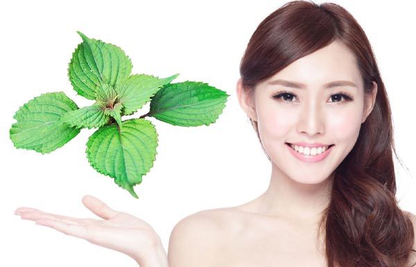 4 Ways to Use Perilla Leaves to Improve Dark Spots and Brighten Your Skin