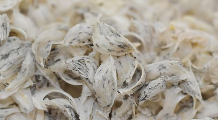 How to Tell if Bird’s Nest Is Genuine or Fake – 100% Accurate Method