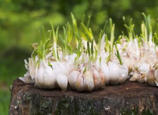 Superfoods: Unlock the Power of these Nutrient-Rich Foods, Easy to Grow and Packed with Benefits