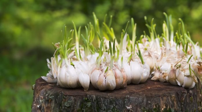 Superfoods: Unlock the Power of these Nutrient-Rich Foods, Easy to Grow and Packed with Benefits