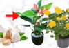 Plants also enjoy spices that humans eat, watering them with these 4 spices makes their flowers bloom brilliantly and prevents yellowing leaves.