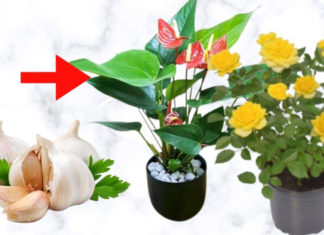 Plants also enjoy spices that humans eat, watering them with these 4 spices makes their flowers bloom brilliantly and prevents yellowing leaves.