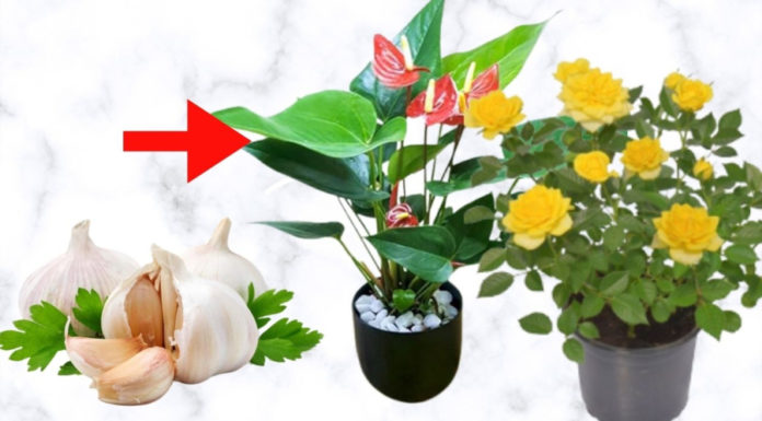 Plants also enjoy spices that humans eat, watering them with these 4 spices makes their flowers bloom brilliantly and prevents yellowing leaves.