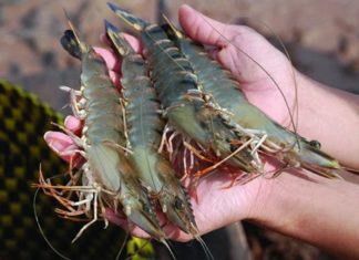 20+ Years Shrimp Farming Insider Reveals: How to Identify Chemical-Free, Naturally Raised Shrimp Easily