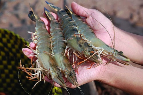 20+ Years Shrimp Farming Insider Reveals: How to Identify Chemical-Free, Naturally Raised Shrimp Easily