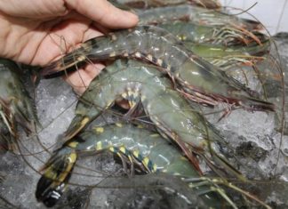 Do Not Buy Shrimp If You Notice These Signs