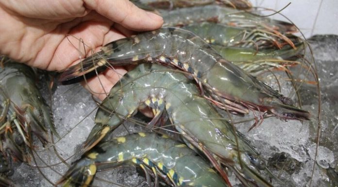 Do Not Buy Shrimp If You Notice These Signs
